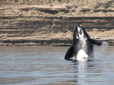 pene de la ballena|En el mundo de la ballena el tamaño importa